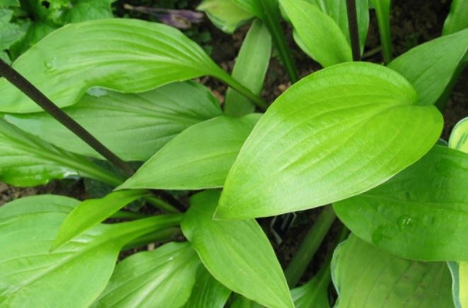 Hosta ‘Maraschino Cherry’ - Thyboesminde Stauder